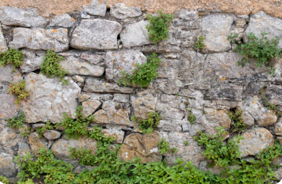 survival of grass in cracks